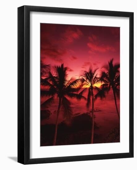 View Palm Trees on Beach, Big Islands, Kona, Hawaii, USA-Stuart Westmorland-Framed Photographic Print