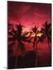 View Palm Trees on Beach, Big Islands, Kona, Hawaii, USA-Stuart Westmorland-Mounted Photographic Print