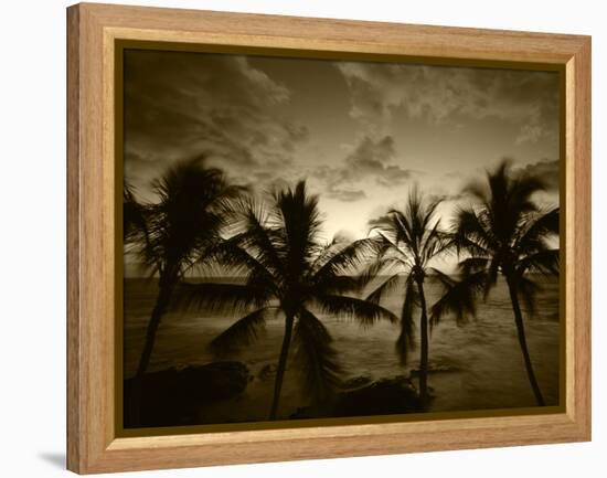 View Palm Trees on Beach, Big Islands, Kona, Hawaii, USA-Stuart Westmorland-Framed Premier Image Canvas