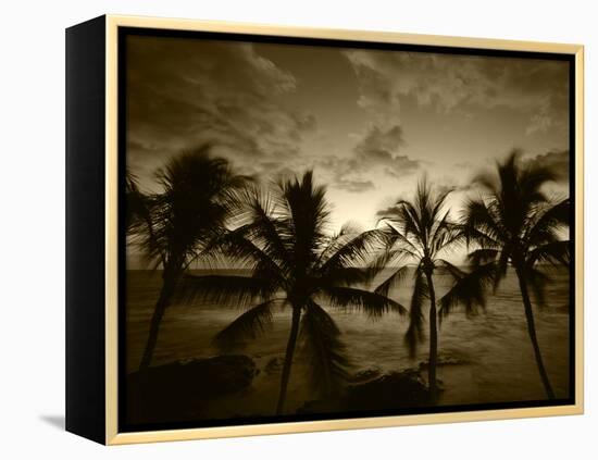 View Palm Trees on Beach, Big Islands, Kona, Hawaii, USA-Stuart Westmorland-Framed Premier Image Canvas