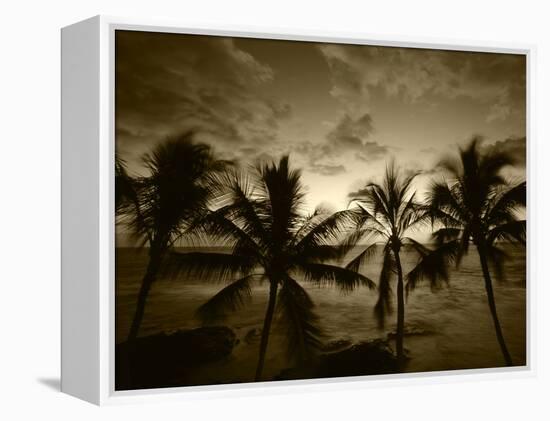 View Palm Trees on Beach, Big Islands, Kona, Hawaii, USA-Stuart Westmorland-Framed Premier Image Canvas