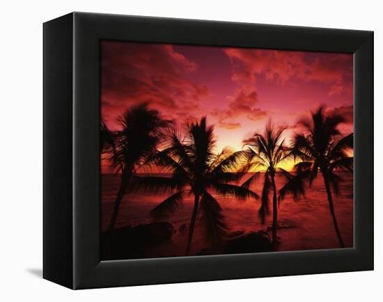 View Palm Trees on Beach, Big Islands, Kona, Hawaii, USA-Stuart Westmorland-Framed Premier Image Canvas