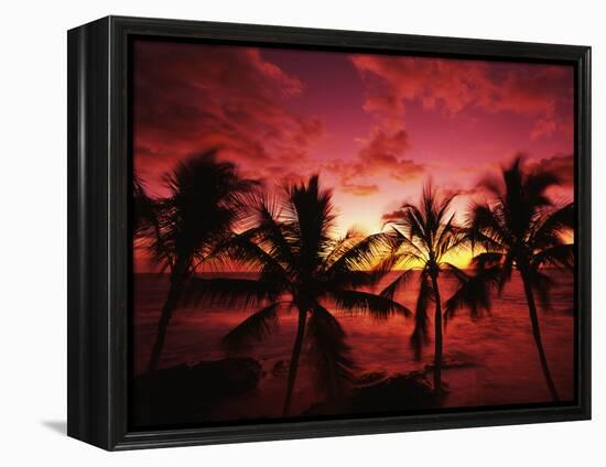 View Palm Trees on Beach, Big Islands, Kona, Hawaii, USA-Stuart Westmorland-Framed Premier Image Canvas