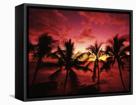 View Palm Trees on Beach, Big Islands, Kona, Hawaii, USA-Stuart Westmorland-Framed Premier Image Canvas