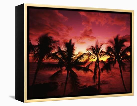 View Palm Trees on Beach, Big Islands, Kona, Hawaii, USA-Stuart Westmorland-Framed Premier Image Canvas