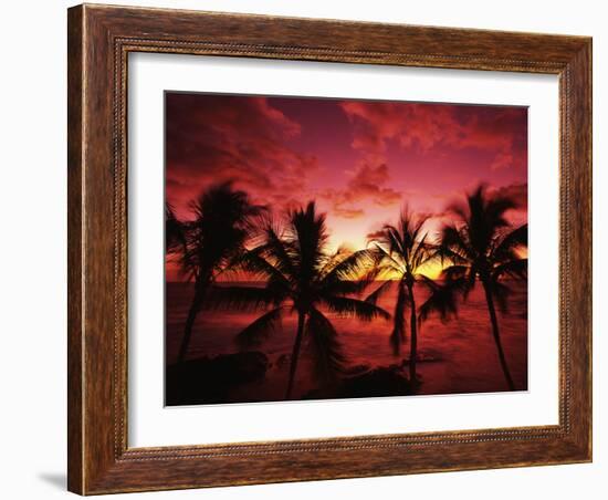 View Palm Trees on Beach, Big Islands, Kona, Hawaii, USA-Stuart Westmorland-Framed Photographic Print