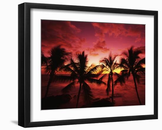 View Palm Trees on Beach, Big Islands, Kona, Hawaii, USA-Stuart Westmorland-Framed Photographic Print