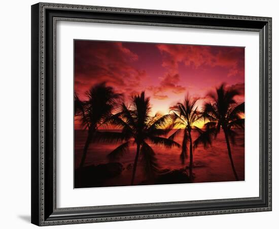 View Palm Trees on Beach, Big Islands, Kona, Hawaii, USA-Stuart Westmorland-Framed Photographic Print