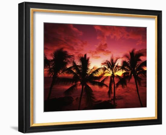 View Palm Trees on Beach, Big Islands, Kona, Hawaii, USA-Stuart Westmorland-Framed Photographic Print