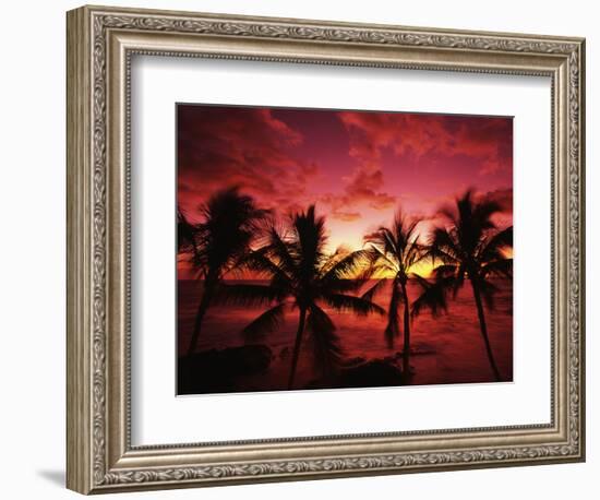 View Palm Trees on Beach, Big Islands, Kona, Hawaii, USA-Stuart Westmorland-Framed Photographic Print