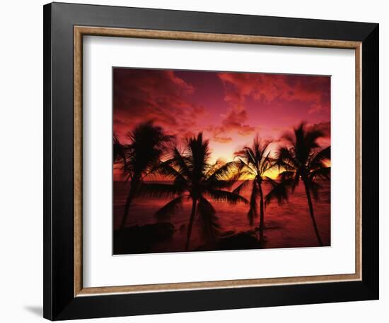 View Palm Trees on Beach, Big Islands, Kona, Hawaii, USA-Stuart Westmorland-Framed Photographic Print