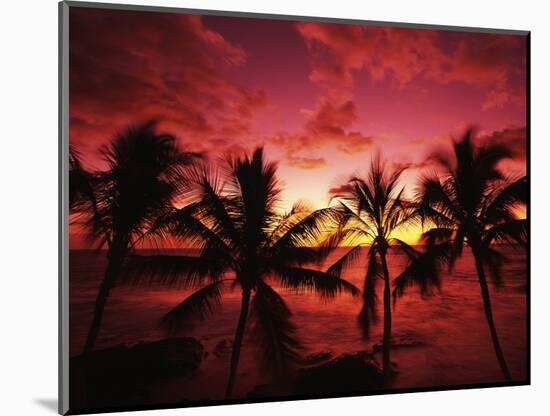 View Palm Trees on Beach, Big Islands, Kona, Hawaii, USA-Stuart Westmorland-Mounted Photographic Print