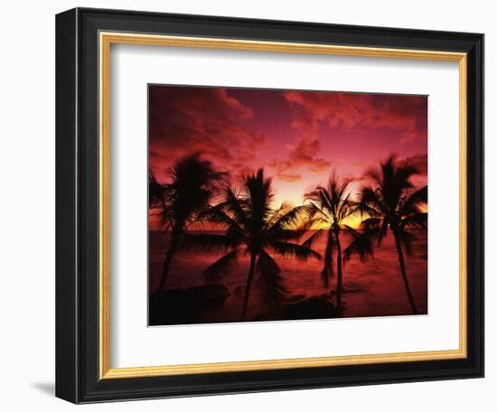 View Palm Trees on Beach, Big Islands, Kona, Hawaii, USA-Stuart Westmorland-Framed Photographic Print