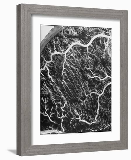 View Through a Microscope Showing Blood Circulating Through the Body-null-Framed Photographic Print