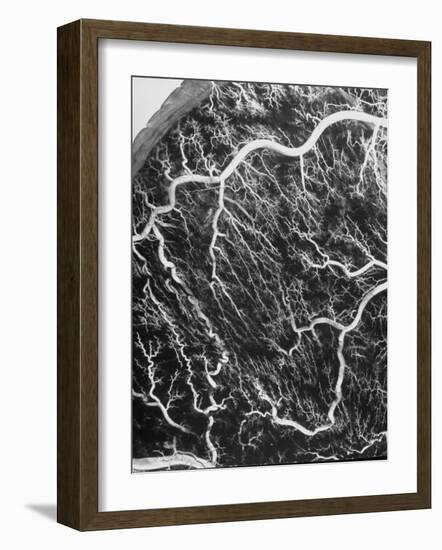 View Through a Microscope Showing Blood Circulating Through the Body-null-Framed Photographic Print