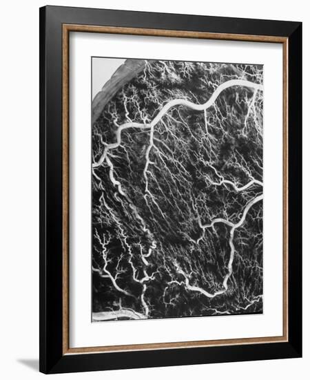View Through a Microscope Showing Blood Circulating Through the Body-null-Framed Photographic Print