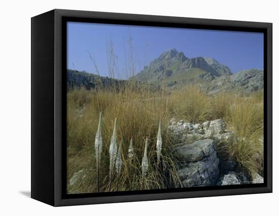 View to Puigmayor, the Highest Peak on the Island, Majorca (Mallorca), Balearic Islands, Spain-Ruth Tomlinson-Framed Premier Image Canvas