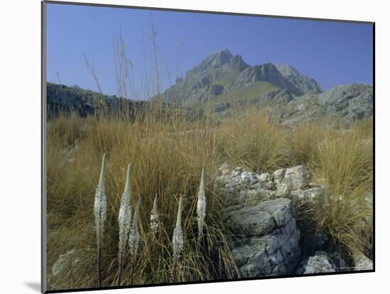 View to Puigmayor, the Highest Peak on the Island, Majorca (Mallorca), Balearic Islands, Spain-Ruth Tomlinson-Mounted Photographic Print