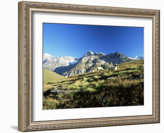 View to the Ober Gabelhorn, Sheep in Foreground, Zermatt, Valais, Switzerland-Ruth Tomlinson-Framed Photographic Print