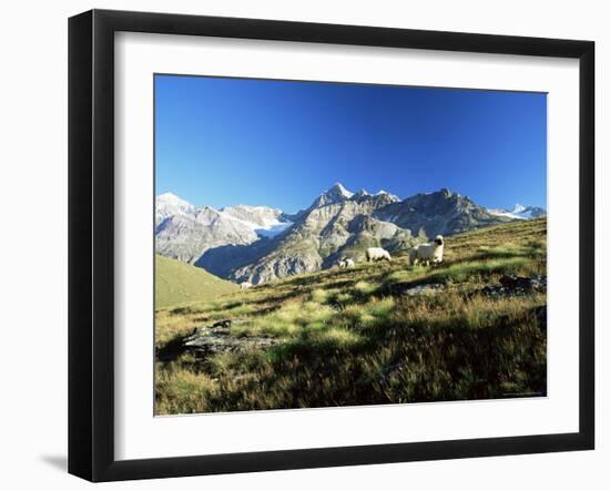View to the Ober Gabelhorn, Sheep in Foreground, Zermatt, Valais, Switzerland-Ruth Tomlinson-Framed Photographic Print