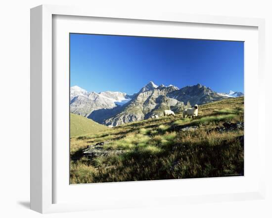 View to the Ober Gabelhorn, Sheep in Foreground, Zermatt, Valais, Switzerland-Ruth Tomlinson-Framed Photographic Print