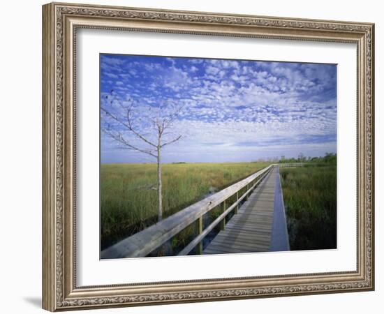 Viewing Walkway, Everglades National Park, Florida, United States of America, North America-Nigel Francis-Framed Photographic Print