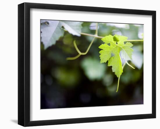 Views of Andalusia, Spain-Felipe Rodriguez-Framed Photographic Print