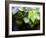 Views of Andalusia, Spain-Felipe Rodriguez-Framed Photographic Print