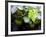 Views of Andalusia, Spain-Felipe Rodriguez-Framed Photographic Print