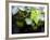 Views of Andalusia, Spain-Felipe Rodriguez-Framed Photographic Print