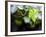 Views of Andalusia, Spain-Felipe Rodriguez-Framed Photographic Print