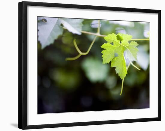 Views of Andalusia, Spain-Felipe Rodriguez-Framed Photographic Print