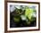 Views of Andalusia, Spain-Felipe Rodriguez-Framed Photographic Print