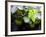 Views of Andalusia, Spain-Felipe Rodriguez-Framed Photographic Print