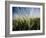 Views of Andalusia, Spain-Felipe Rodriguez-Framed Photographic Print