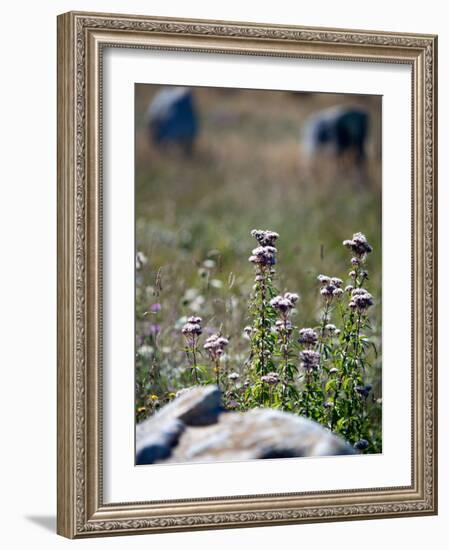 Views of Brittany, France-Felipe Rodriguez-Framed Photographic Print