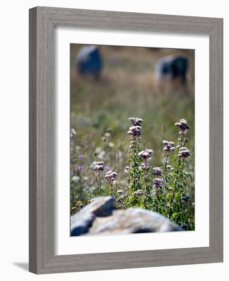 Views of Brittany, France-Felipe Rodriguez-Framed Photographic Print