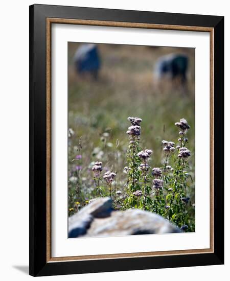 Views of Brittany, France-Felipe Rodriguez-Framed Photographic Print