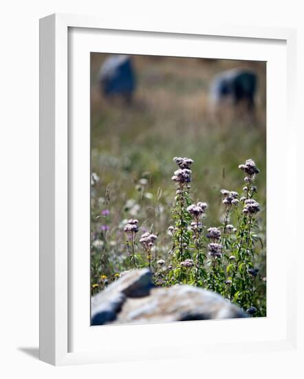 Views of Brittany, France-Felipe Rodriguez-Framed Photographic Print