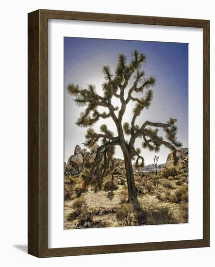 Views of Joshua Tree I-Rachel Perry-Framed Art Print