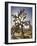 Views of Joshua Tree I-Rachel Perry-Framed Art Print