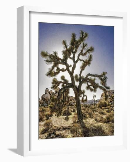 Views of Joshua Tree I-Rachel Perry-Framed Art Print