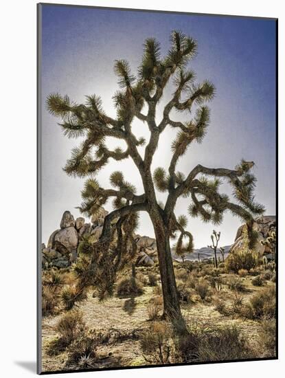 Views of Joshua Tree I-Rachel Perry-Mounted Art Print