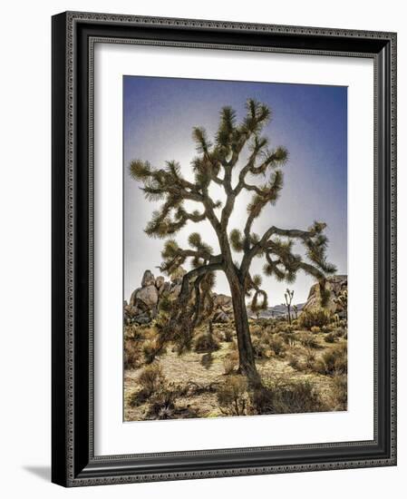 Views of Joshua Tree I-Rachel Perry-Framed Art Print