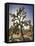 Views of Joshua Tree I-Rachel Perry-Framed Stretched Canvas