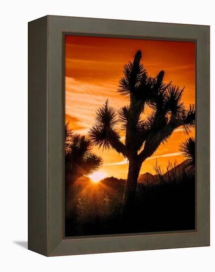 Views of Joshua Tree V-Rachel Perry-Framed Stretched Canvas