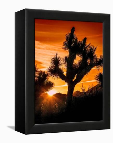 Views of Joshua Tree V-Rachel Perry-Framed Stretched Canvas