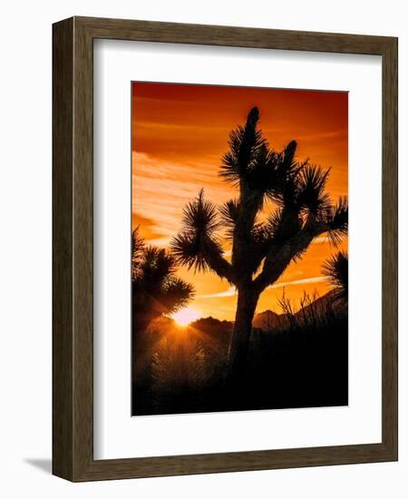 Views of Joshua Tree V-Rachel Perry-Framed Premium Giclee Print