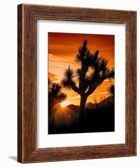 Views of Joshua Tree V-Rachel Perry-Framed Premium Giclee Print