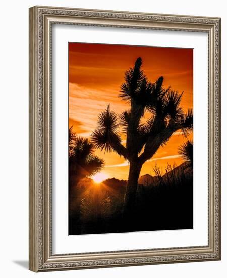 Views of Joshua Tree V-Rachel Perry-Framed Art Print